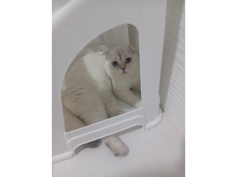 7 aylık erkek scottish fold ücretsiz