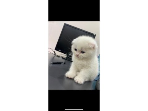 Mama wc eğitimi almış prenses scottish fold