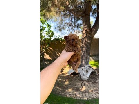 Tea cup poodle yavrularımız 
