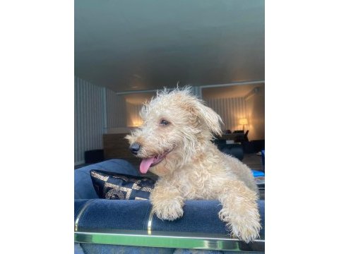 6 aylık maltipoo ücretsiz sahiplendirilecektir