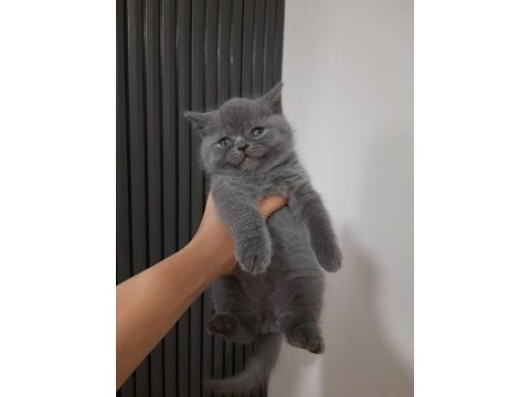 2 aylık british shorthair erkek yavru
