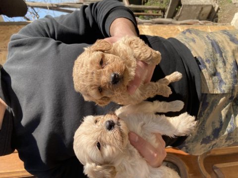 Maltipoo bebekler