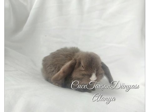 Çikolata cüce lop tavşan kızımız alanya cüce tavşan