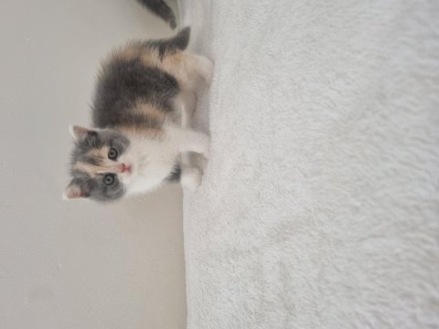 Safkan british shorthair nadir renk three colour ve bicolour