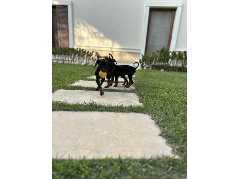 Doberman yavruları yeni yuvalarına gitmeye hazırlat