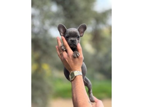 French bulldog yavrularımız