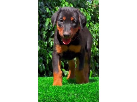 Sahibine bağlı doberman
