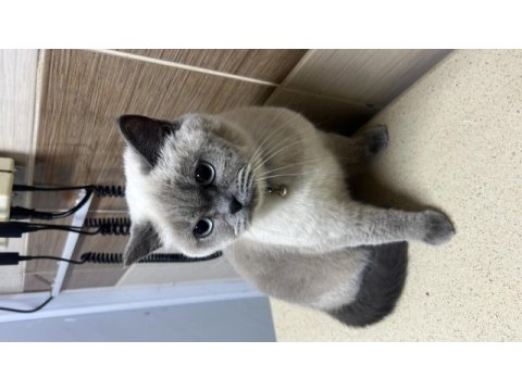 3 yaşında blue point british shorthair