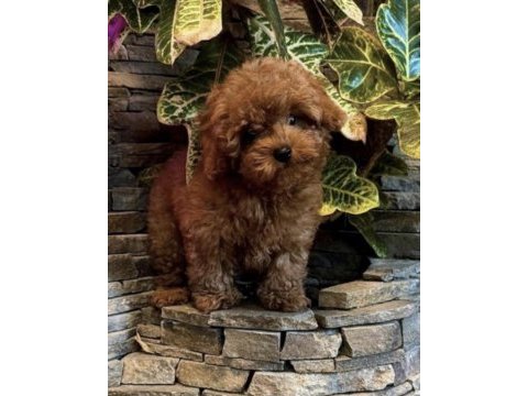 Toy poodle köpeğimiz için ulaşın