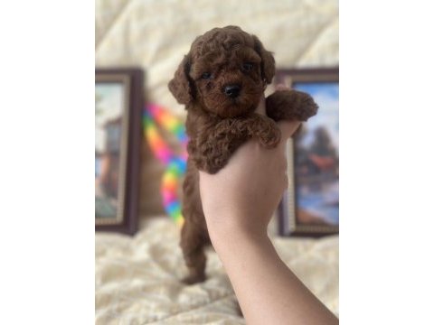 Safkan kore poodle yavrular