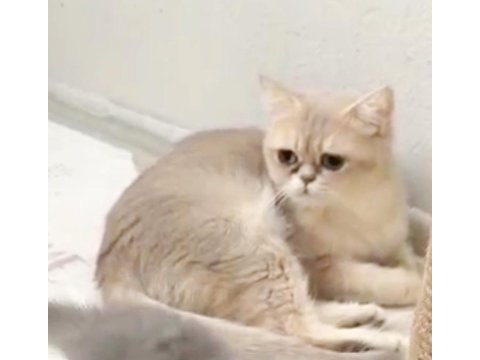 British shorthair cy 11