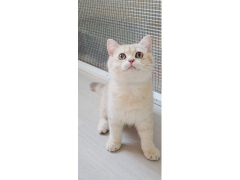 British shorthair safkan kedimizi sahiplendiriyoruz