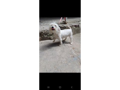 Sıfır boy a kalite kore maltese terrier