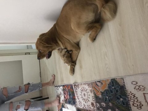 Mutlu aile golden