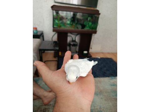 Yeni muhabbet kuşu yavrular geldi arkadaşlar
