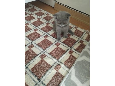 Yavru 2 aylık scottish fold kedimiz