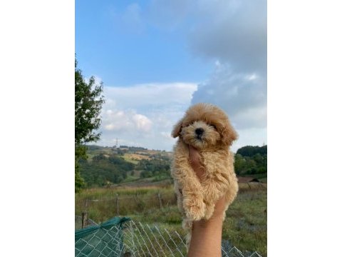 3 aylık maltipoo dişi bebeklerim