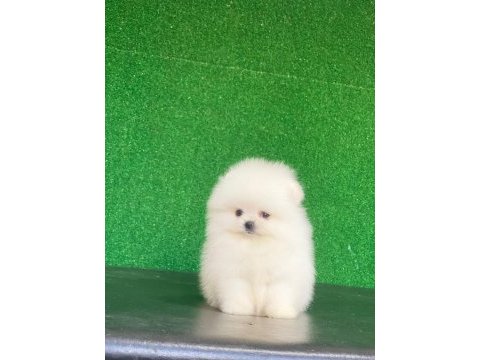 Pomeranian boo köpekleri