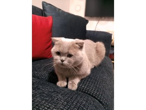 Scottish fold dişi