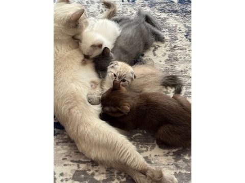 50 günlük lynx point blue point scottish fold ve cinnamon