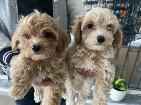 Anlaranın en elit maltipoo yavrularını canlı görün
