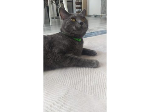 British shorthair erkek kedimiz