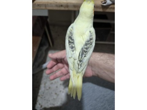 Sultan papağanı yavruları 2 aylık