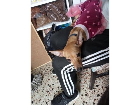 9 aylık dişi istanbul sarıyer pinscher