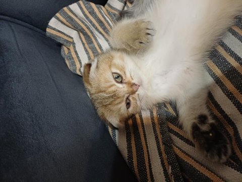 Golden dişi scottish fold yavru