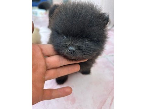 Pomeranian boo yavrularım yuvalarını arıyorlar