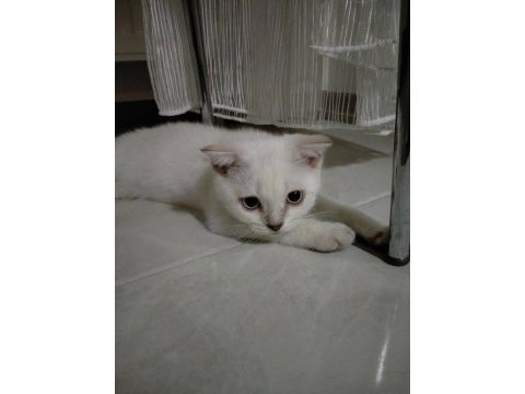 Scottish fold kızımız yeni ailesine kavuşmayı bekliyor