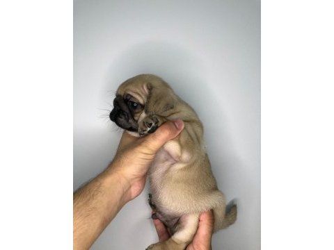 A kalite pug yavrularımız yeni yuvalarını arıyor