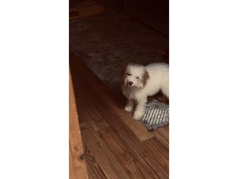 Acil sahiplendiriliyor poodle köpeğimiz