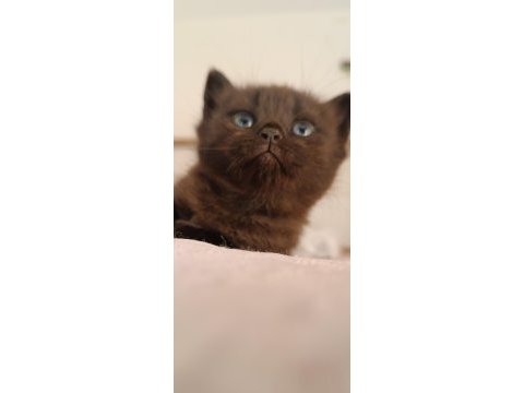 British shorthair tabby