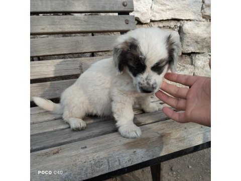 Fino yavru köpeğimiz kayseri