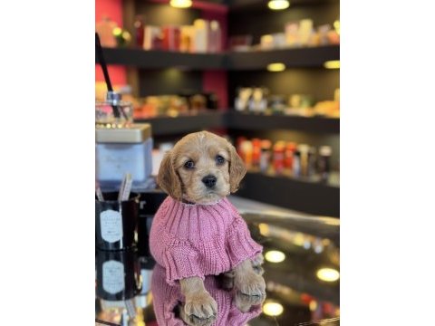 Güzel american cocker yavrumuz yeni yuvasını arıyor