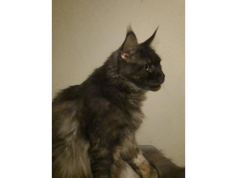 Maine coon 2 buçuk yaşında
