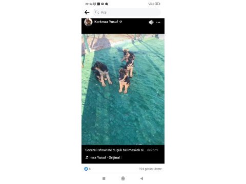 A kalite beslemek isteyenler buyursun alman kurdu