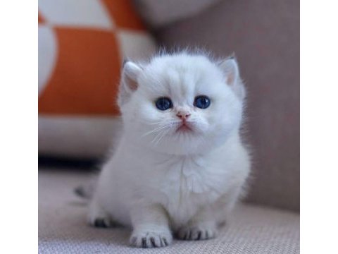 Muhteşem güzelliğiyle silver british shorthair