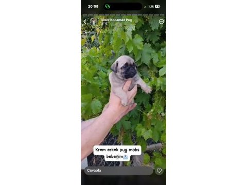 Pug mops yavrular ırk sağlık garantili