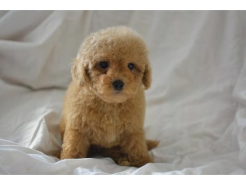 Maltipoo yavrular