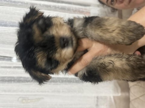 45 günlük acil morkie