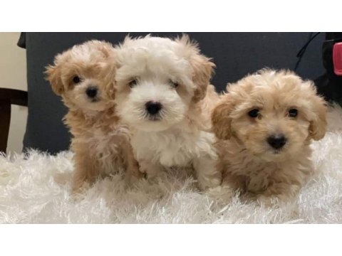 Maltipoo yavrular