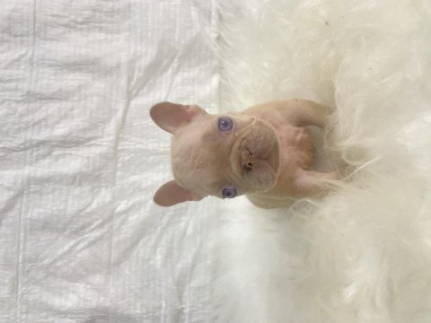 Renkli gözlü ırk garantili french bulldog yavrularım