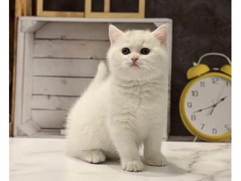Safkan brıtısh shorthair yavrularım 
