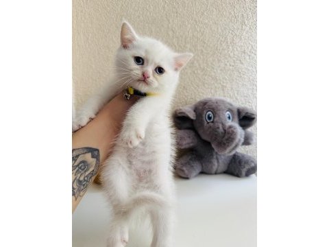 British shorthair beyaz yavru
