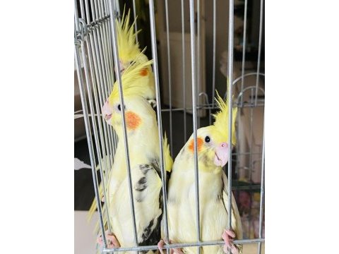 Adana pied sultan papağanı yavruları