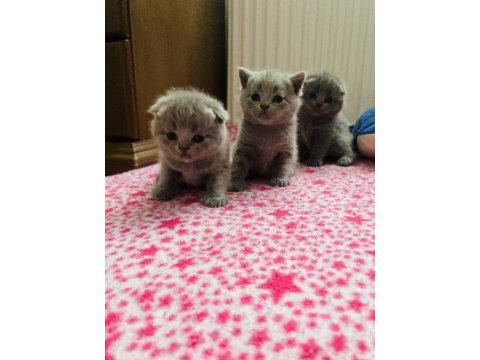 Safkan orijinal british kedilerim