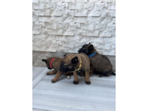 Orjinal saf kan malinois