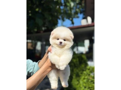 Yavru pomeranian boo yavrularımız